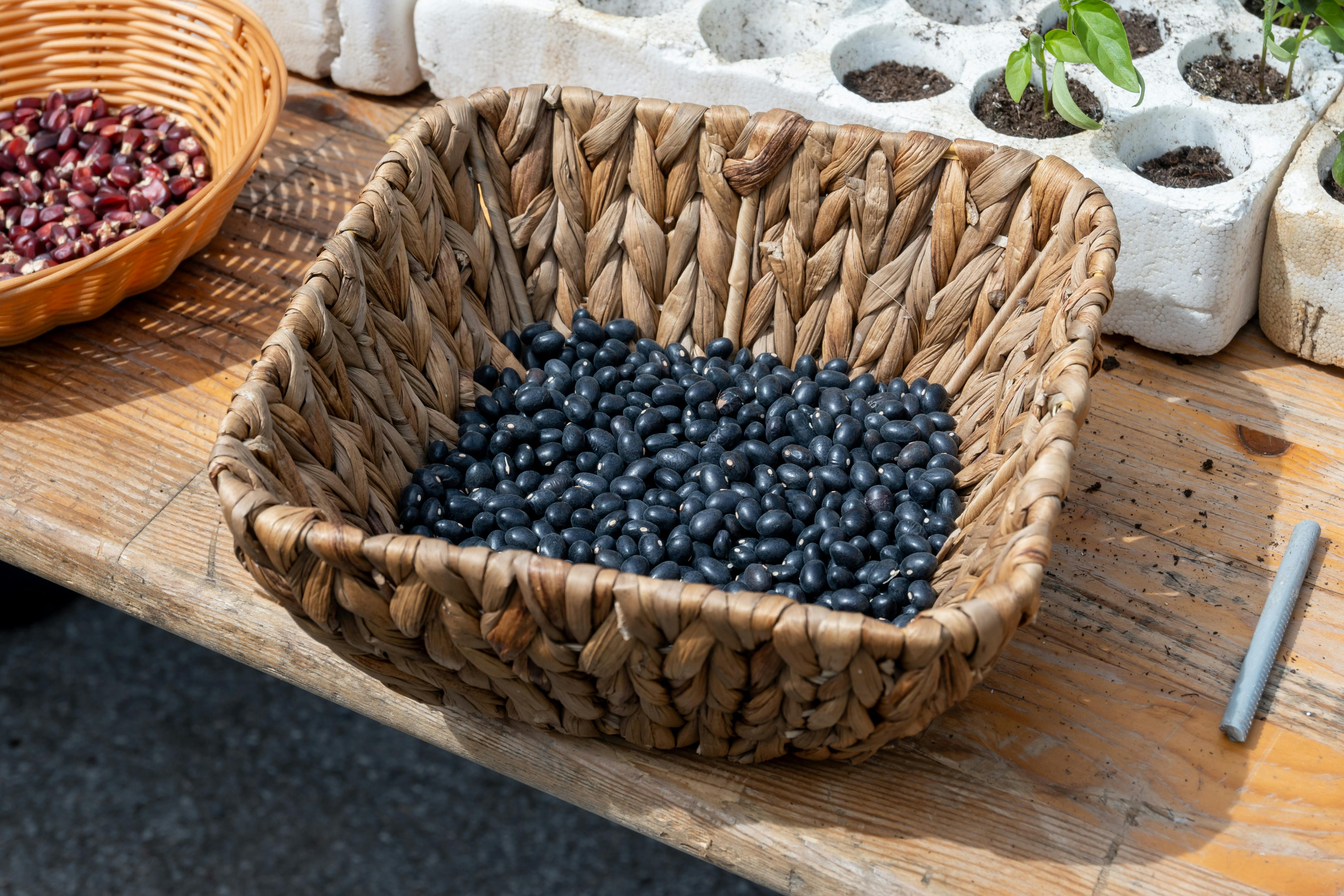 Black beans and legumes - quality seeds supplied by Utopia Agro Industries