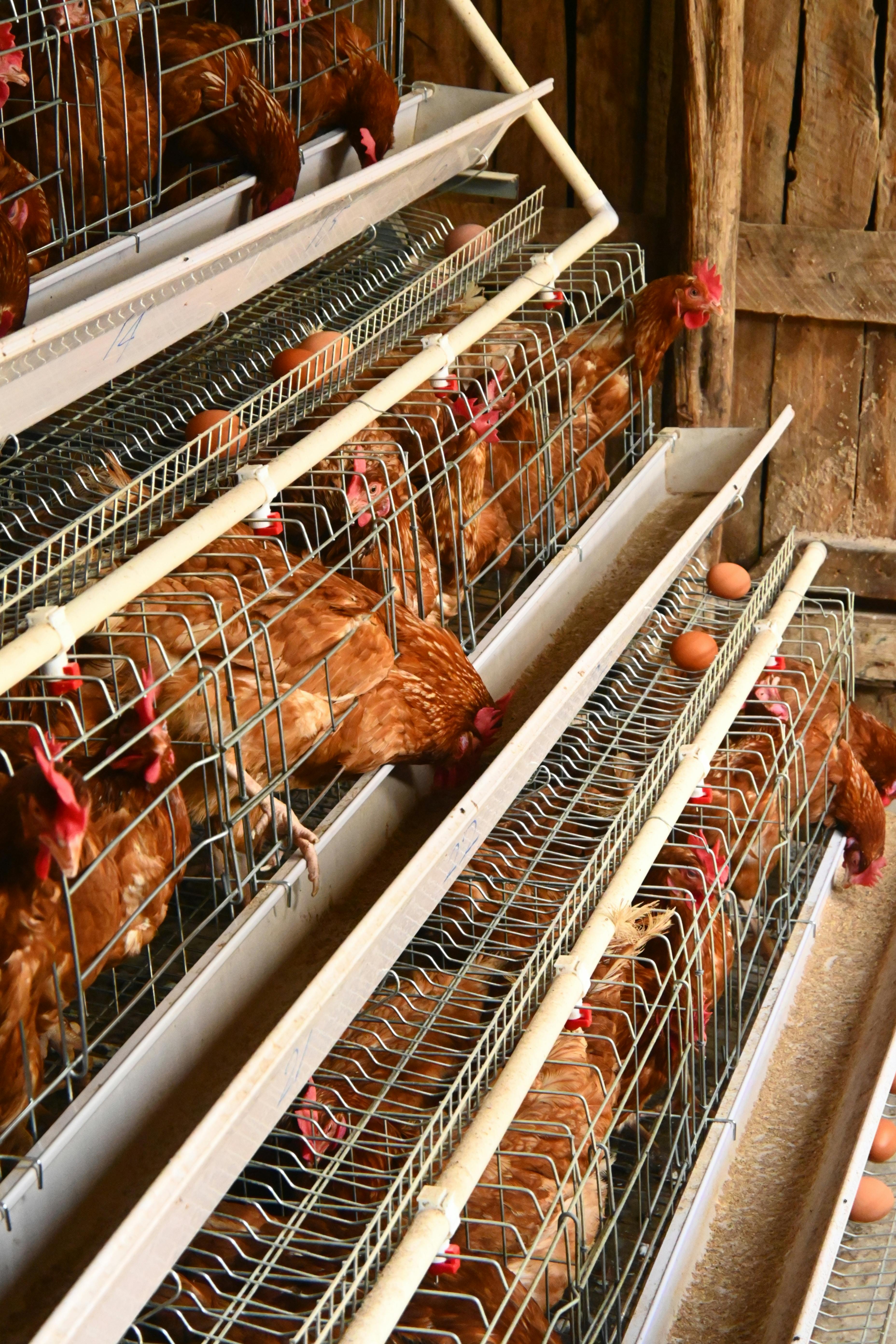 Cage-raised layer hens at Utopia Agro Industries poultry farm Uganda