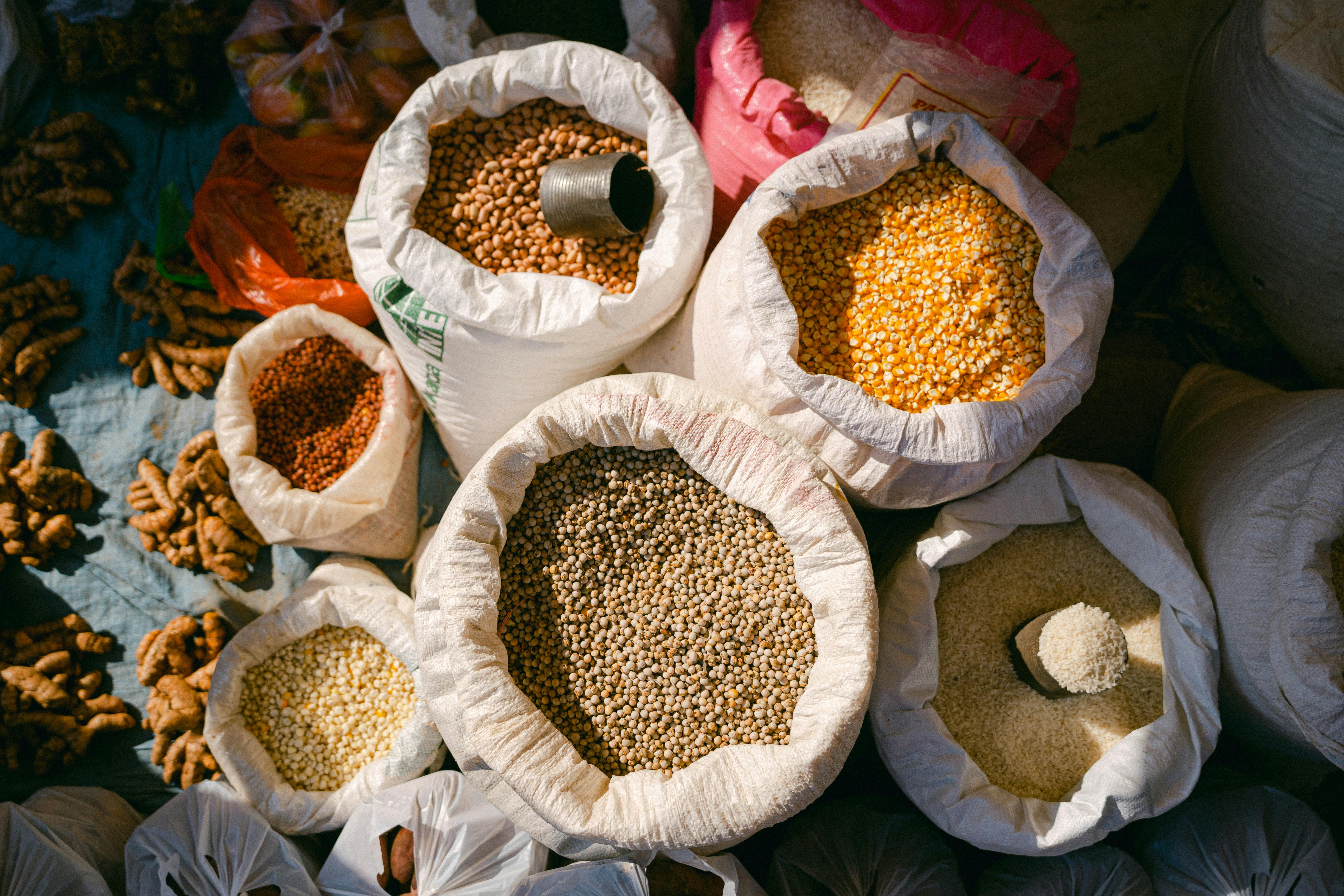 Red sorghum grain supply from Utopia Agro Industries Uganda